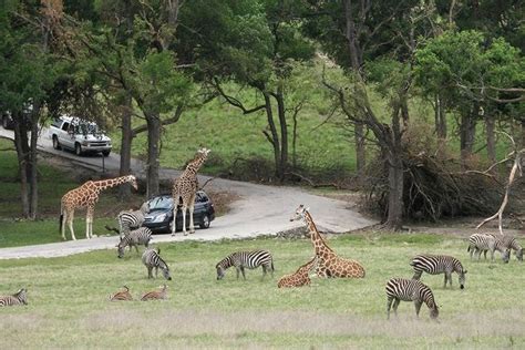 wildlike dallas|dallas wildlife rescue.